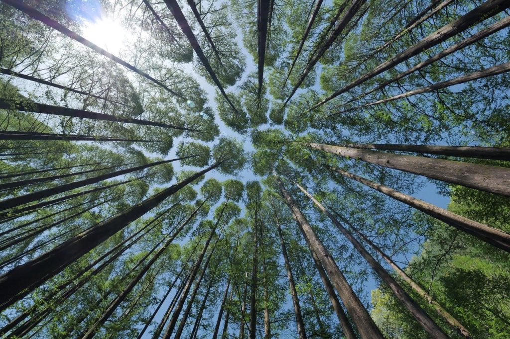 Bosque. Día Mundial del Medio Ambiente.