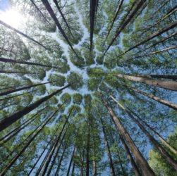 Bosque Día de la Tierra