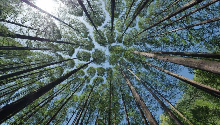 Bosque Día de la Tierra