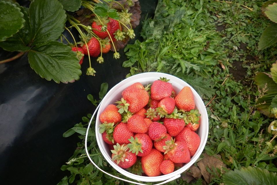 Frutillas de El Manso