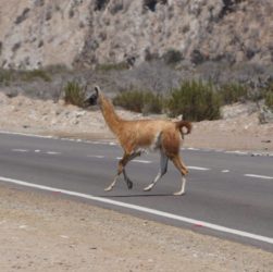 Guanaco