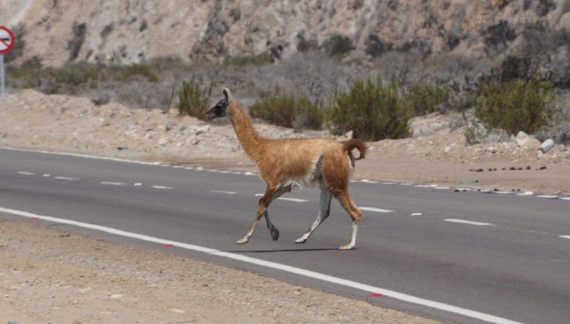 Guanaco