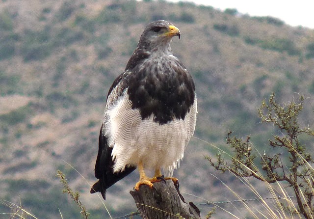 Águila mora, en Piedra Parada