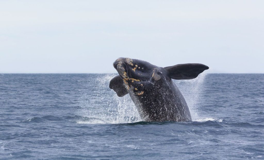 Ballena saliendo del agua.