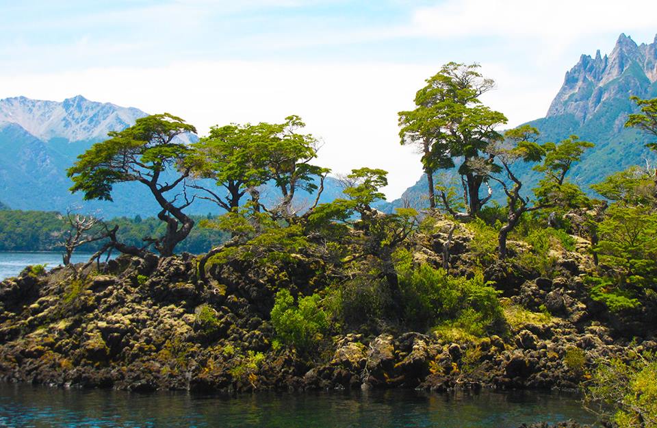 Bosque Enano en el Parque Nacional Lanin.