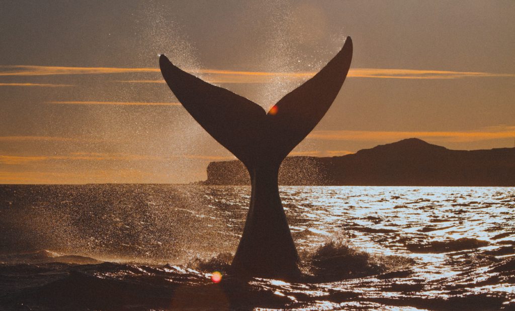 Cola de Ballena. Día del Animal