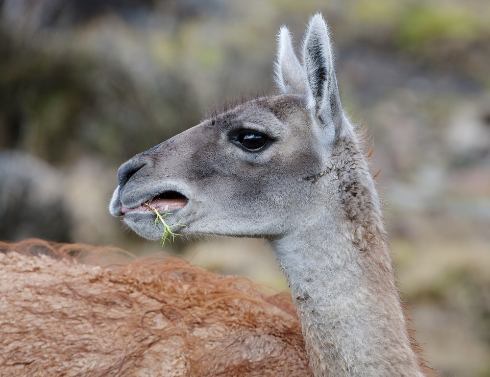 Día del Animal, guanaco de perfil.