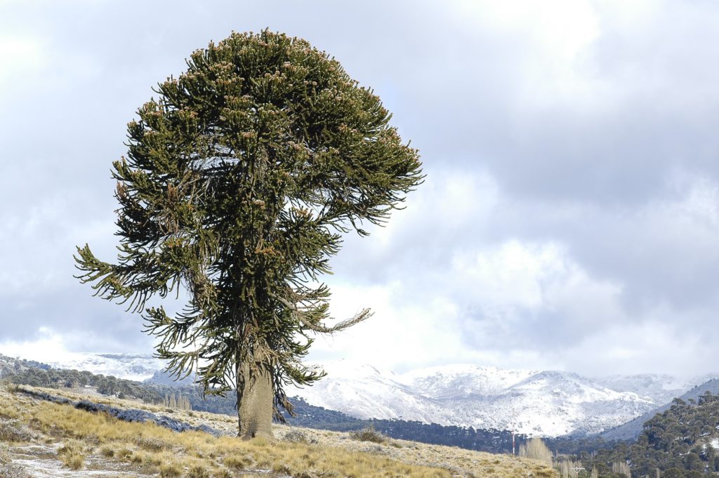 Ejemplar de Pehuén en el Parque Lanin