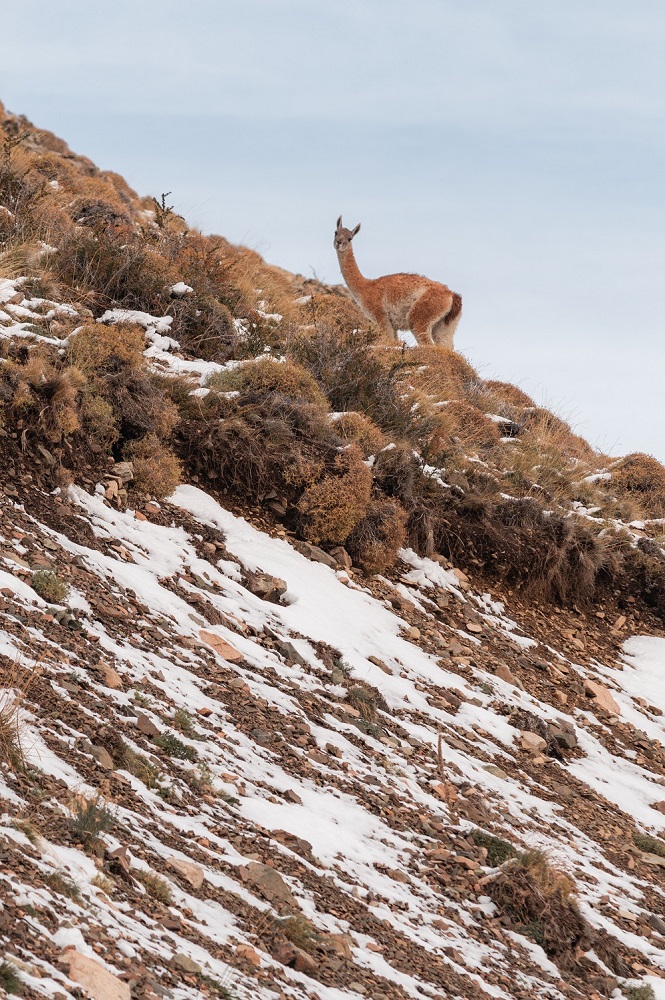 Guanacos en la nieve camino a La Hoya en Esquel