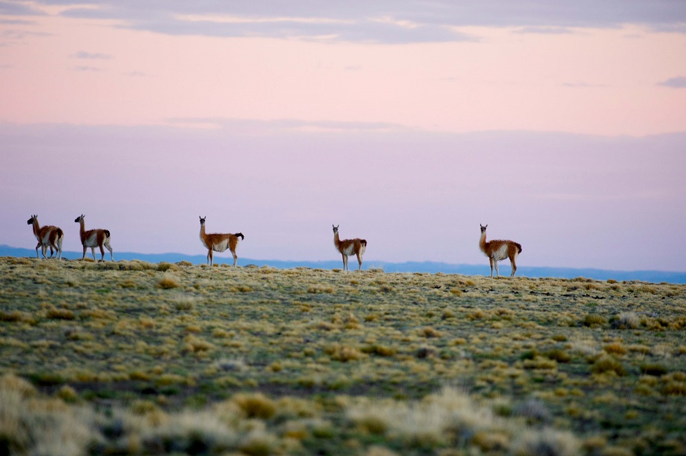 Patagonia pospandemia, guanacos.