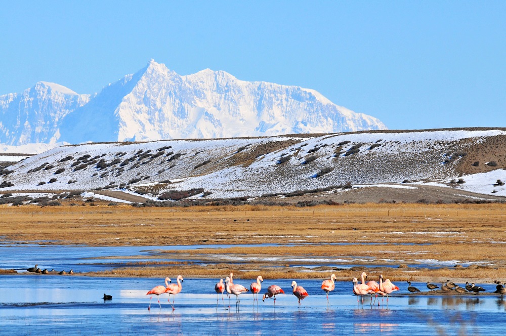 Animales en la Patagonia.