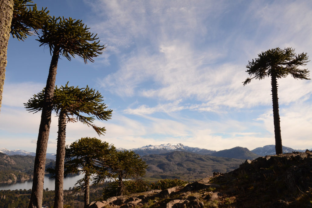 Araucarias en Villa Pehuenia