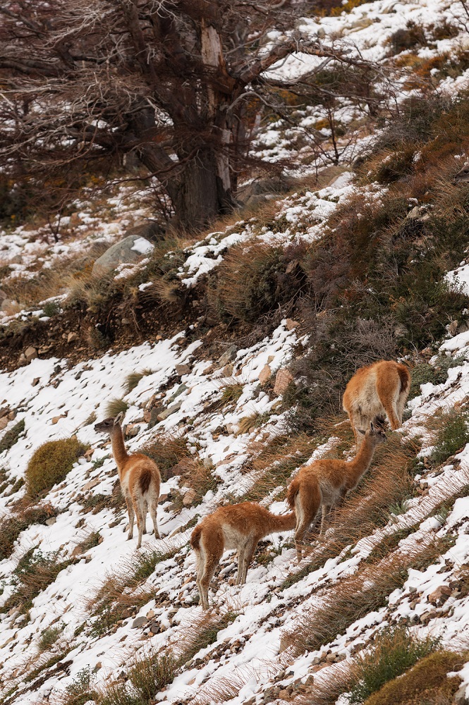 Guanacos en la nieve camino a La Hoya en Esquel