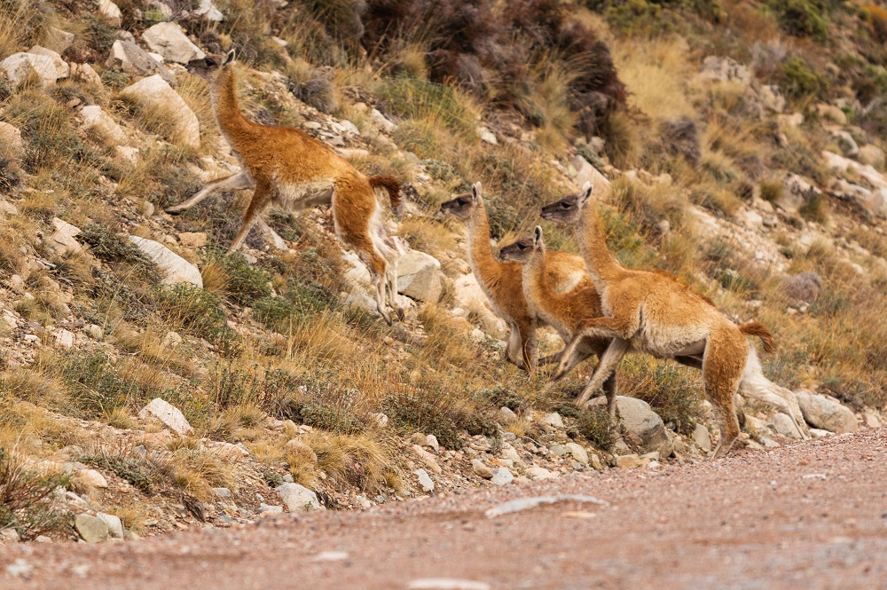 Guanacos en manada.