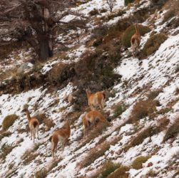 Guanacos en la nieve