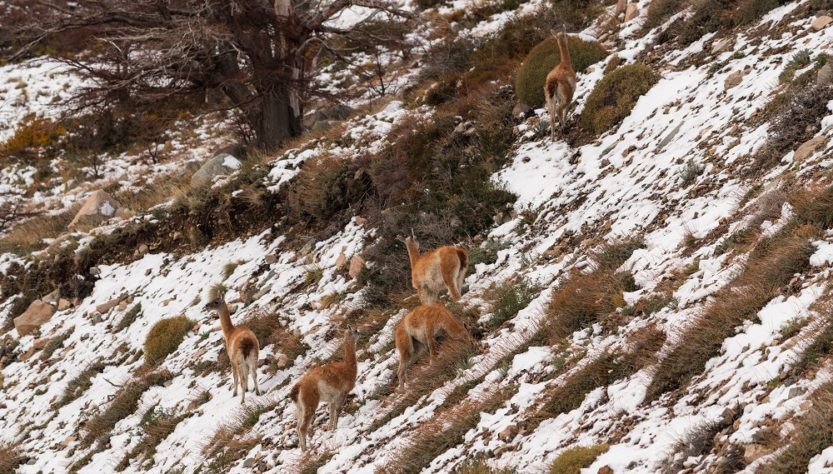 Guanacos en la nieve