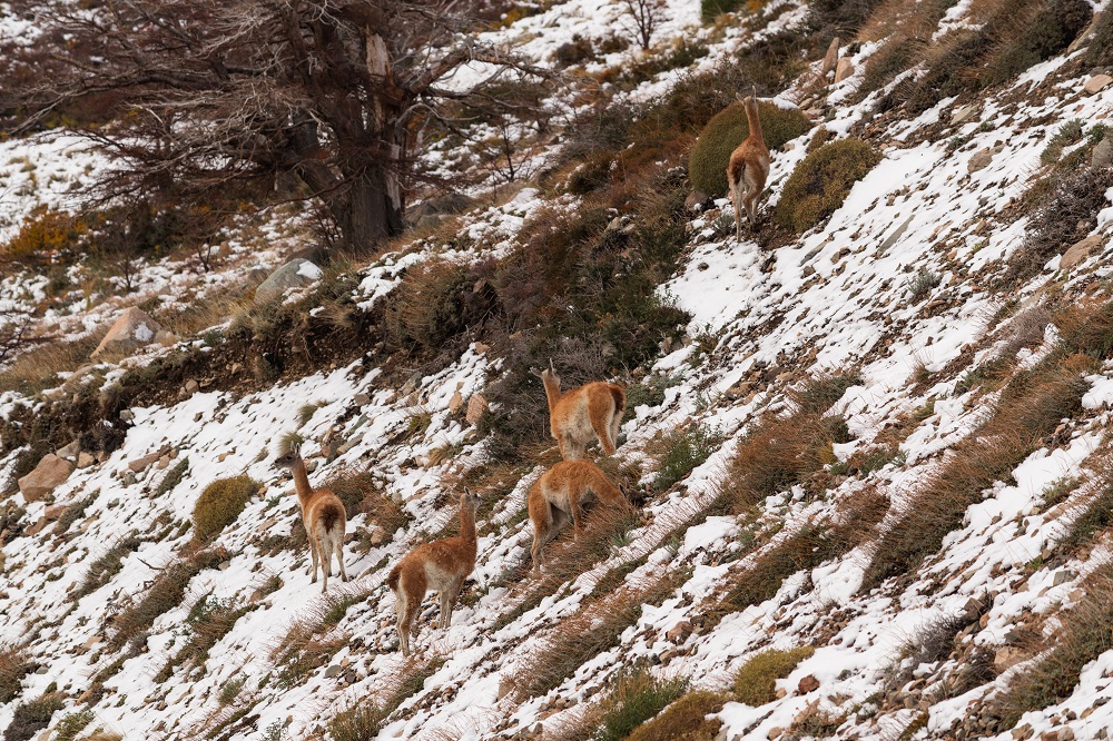 Guanacos en la nieve