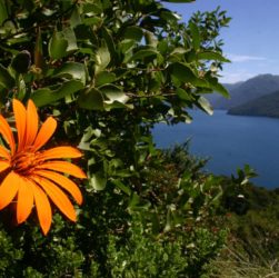 Mutisia con el lago de fondo