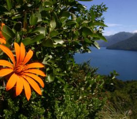 Mutisia con el lago de fondo