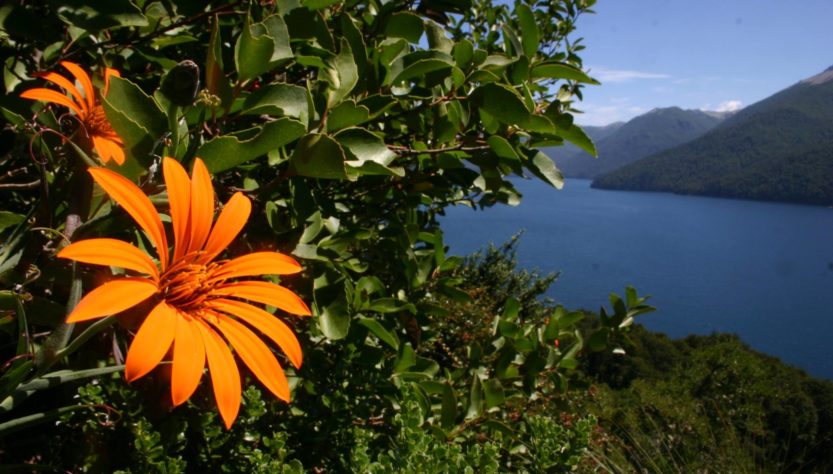 Mutisia con el lago de fondo