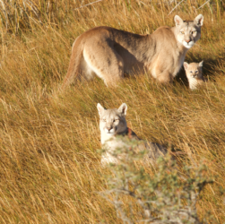 Día del puma, Patagonia.