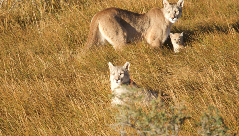 Día del puma, Patagonia.