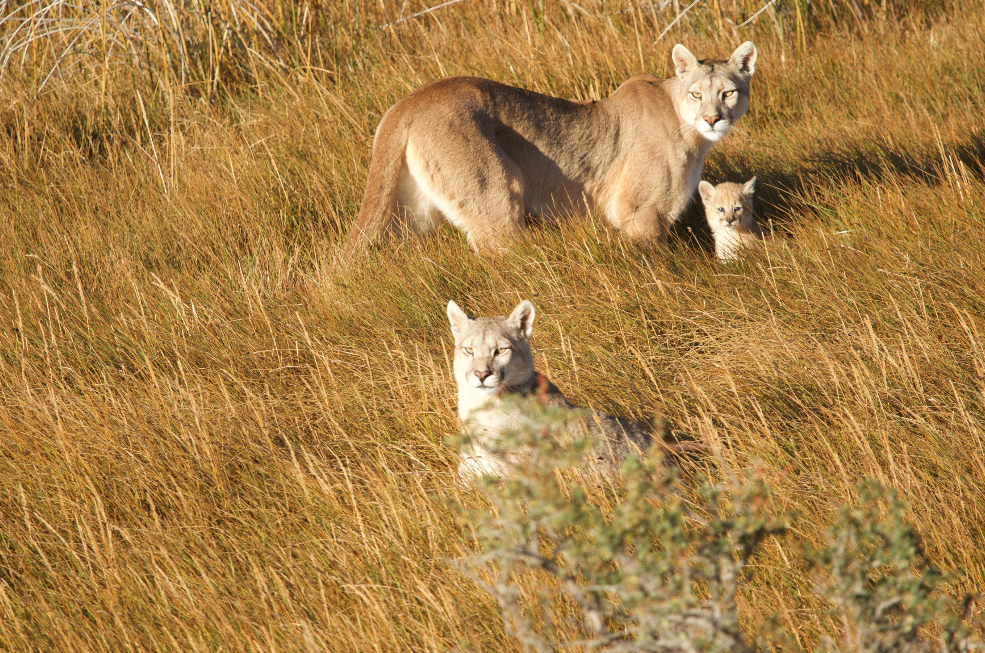 Día del puma, Patagonia.