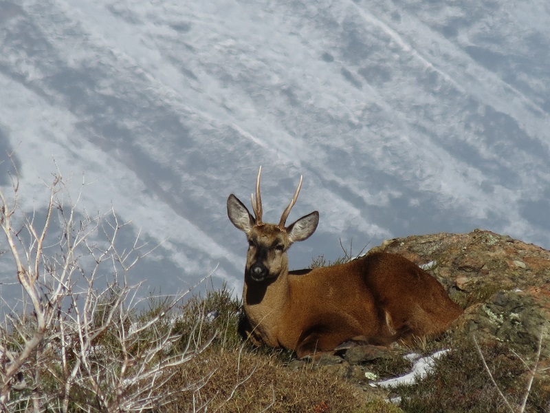 Huemul descansando en la montaña. Un hallazgo Parque Nacional Los Alerces.