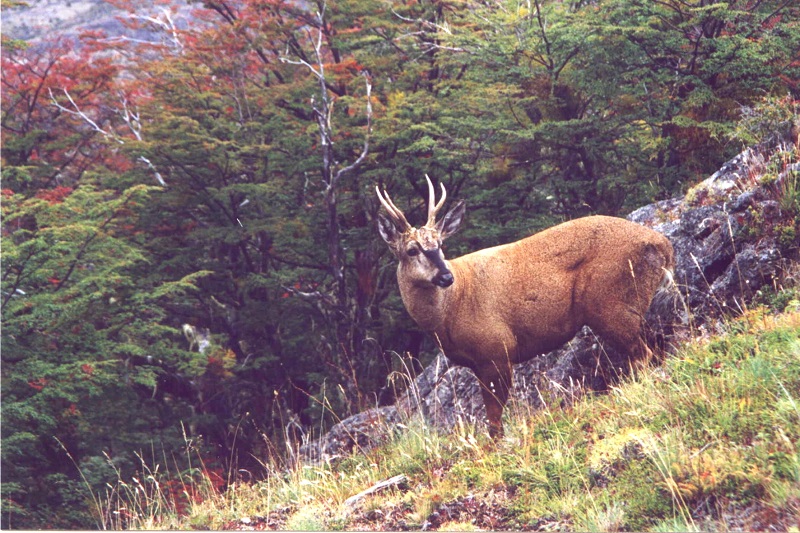 Huemul en la montaña. Un hallazgo en el Parque Nacional Los Alerces.