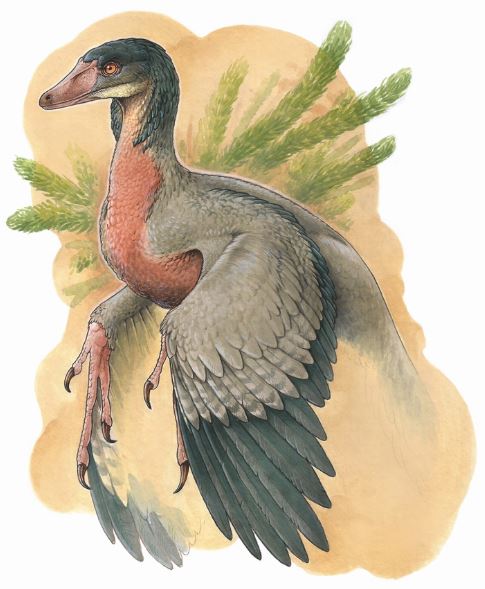 Overoraptor, el nuevo descubrimiento en la Patagonia.