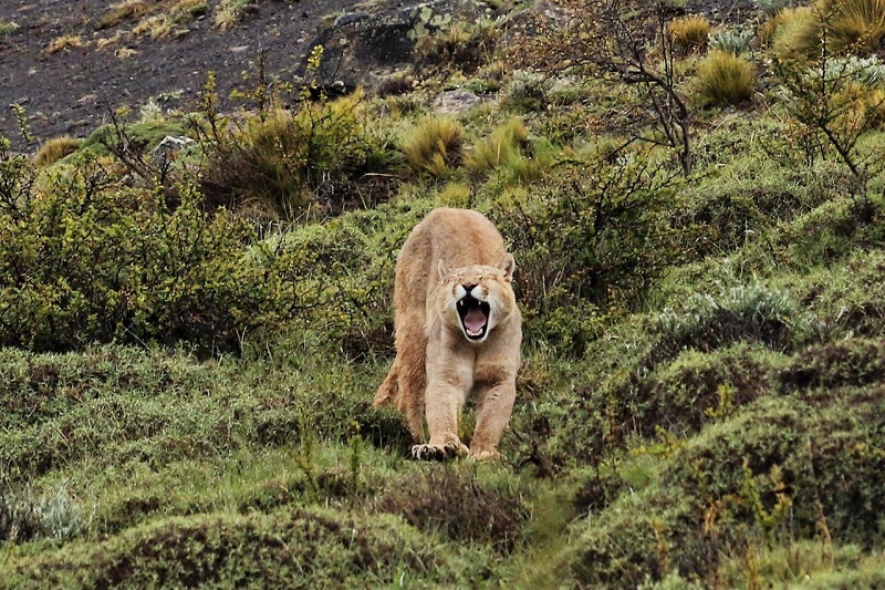 Puma en la patagonia. Día internacional.