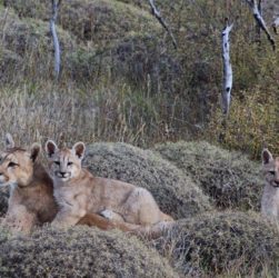 familia de pumas en la Patagonia.