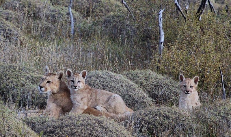 familia de pumas en la Patagonia.