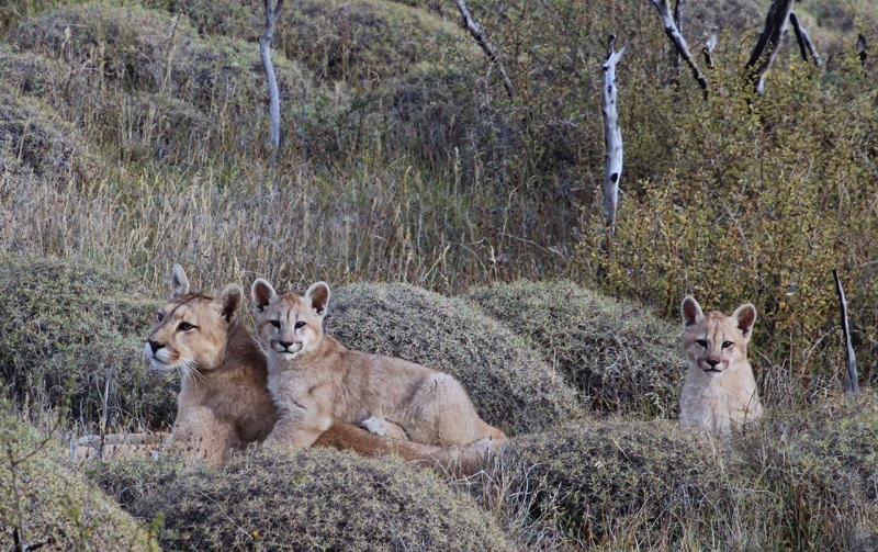 Avistaje de familia de pumas.