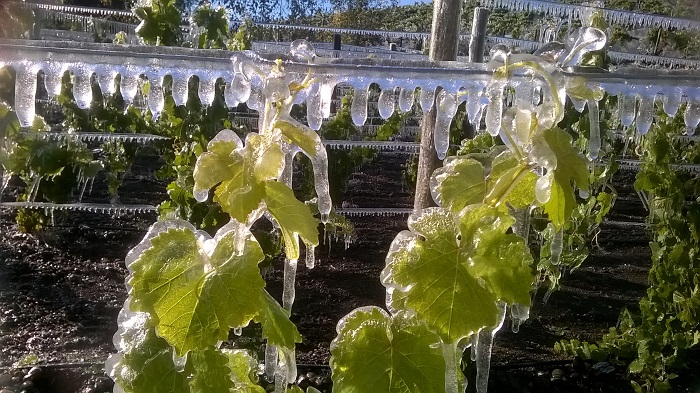 Uvas que se transformarán en vino patagponico.