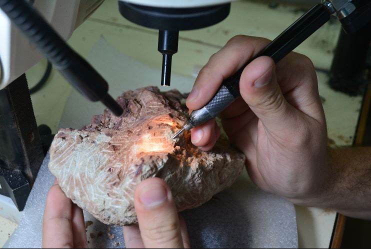 Investigadores trabajando sobre los restos fósiles hallados en la Patagonia.