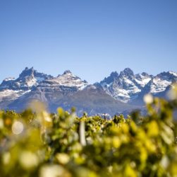 Trevelin, pinot noir, vino patagónico