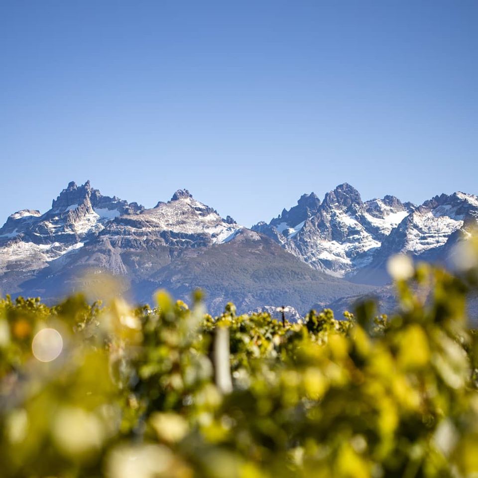 Trevelin, pinot noir, vino patagónico