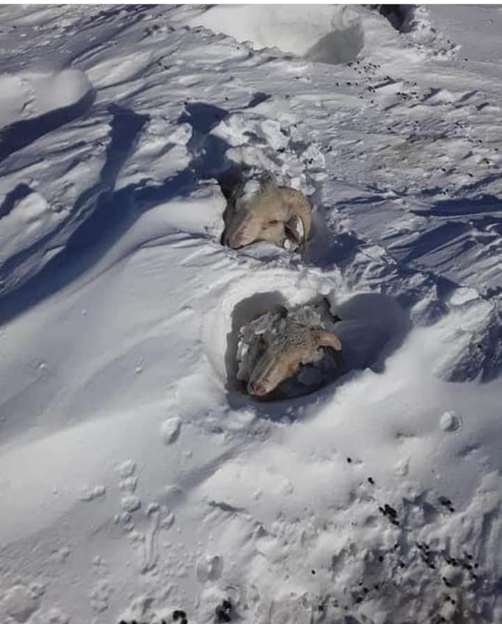 Ola polar en la Patagonia. Animales en la nieve.