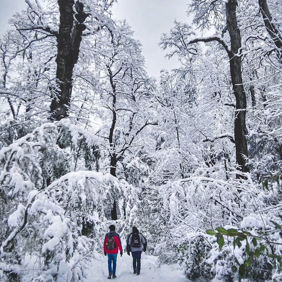 Personas caminando por el bosque con nieve en San martín de los Andes.