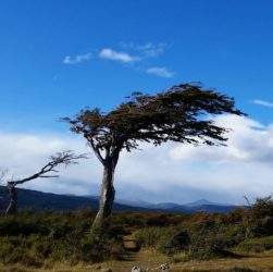 Árbol bandera en Tierra del Fugo