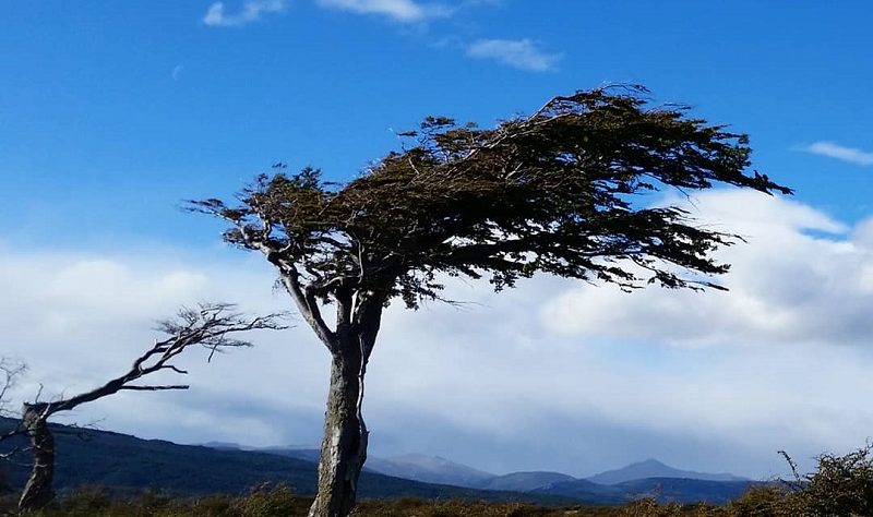 Árbol bandera en Tierra del Fugo