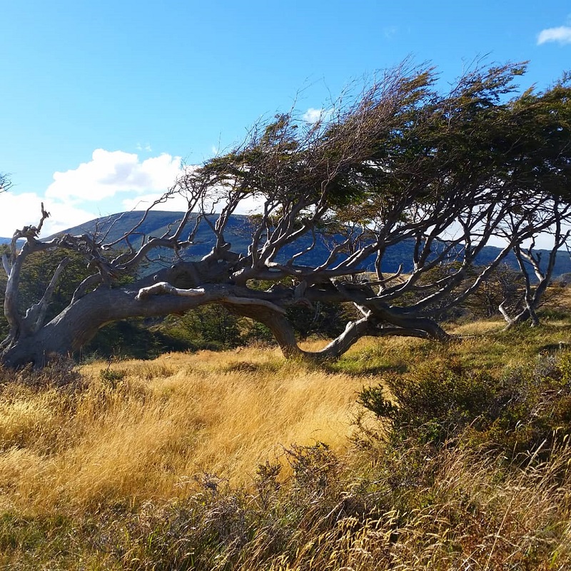 Árbol bandera en Ushuaia