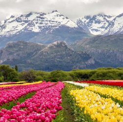 Trevelin campo de tulipanes