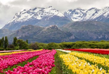 Trevelin campo de tulipanes