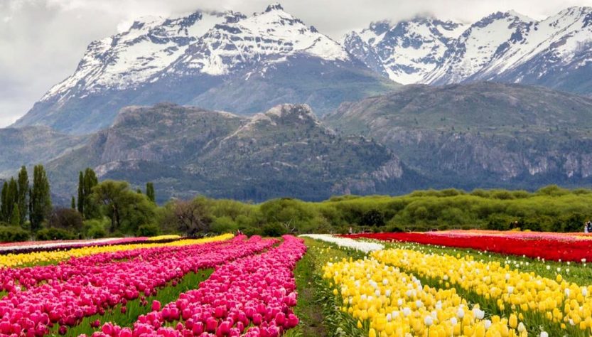 Trevelin campo de tulipanes