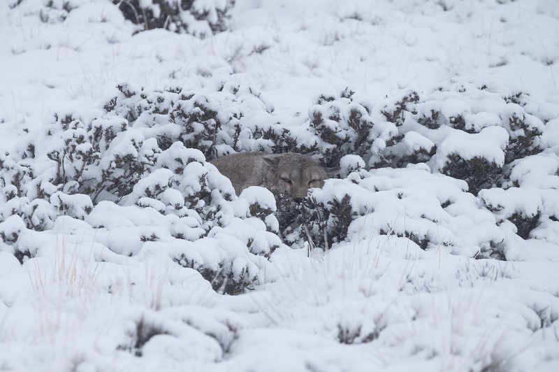 Puma entre la nieve. Otro de los animales que enfrentan el invierno en la Patagonia.