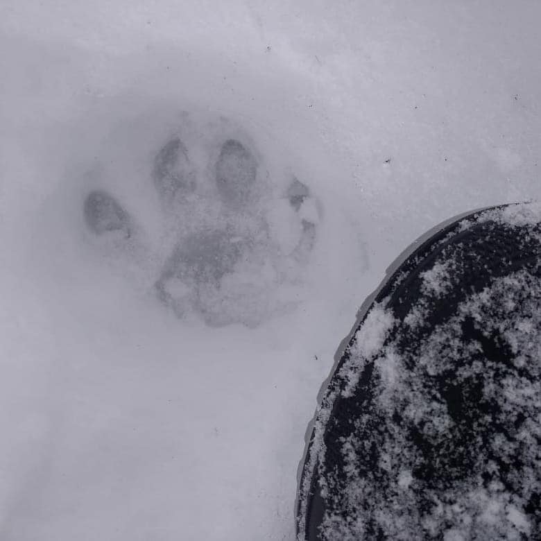 Sorpresivo hallazgo, huella de puma en el Parque Nacional Lanin