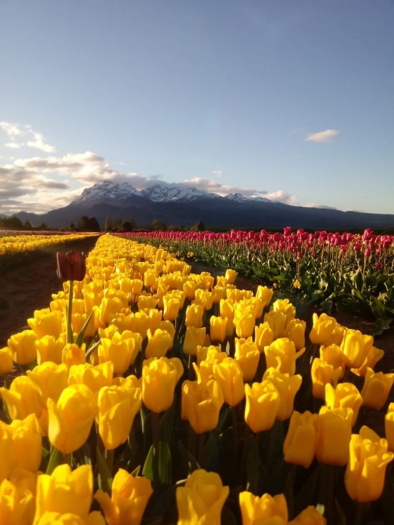 Apertura tulipán en Trevelin.