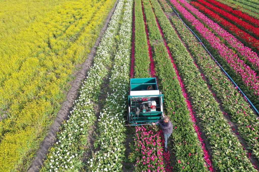 Corte de tulipanes al final de la temporada.